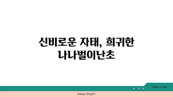 나나벌이난초의 매력에 빠지다| 아름다움과 특징을 만나보세요 | 희귀식물, 야생화, 자생지, 보호종, 식물 정보