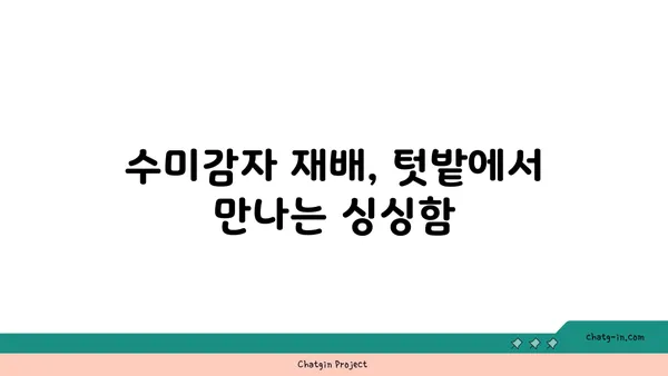 수미감자| 놀라운 영양과 다채로운 활용, 자연의 선물 | 수미감자 효능, 레시피, 재배 정보