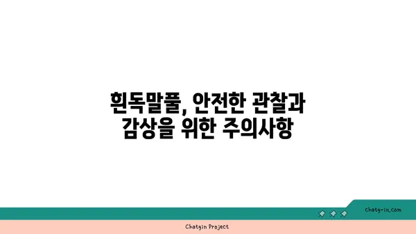 흰독말풀|  위험한 아름다움, 알아야 할 5가지 사실 | 독초, 식물, 주의사항, 안전