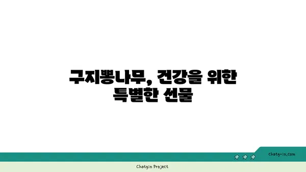 구지뽕나무 효능과 재배 | 건강, 뽕나무, 약용, 묘목, 농업