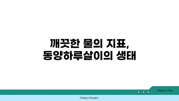 동양하루살이| 생태와 특징 | 곤충, 하루살이, 수서곤충, 생물학