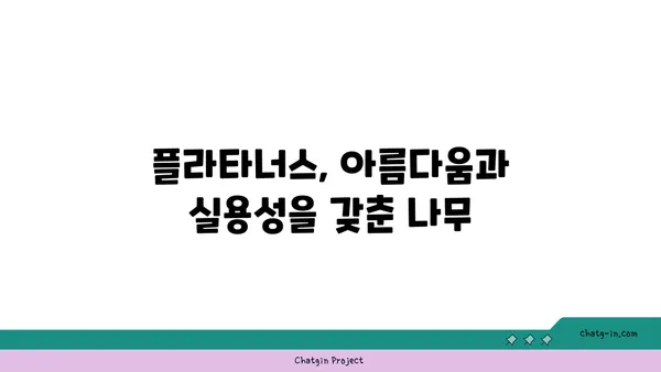 플라타너스(버즘나무)의 매력|  가로수, 정원수로 인기 있는 이유 | 플라타너스, 버즘나무, 가로수, 정원수, 특징, 장점