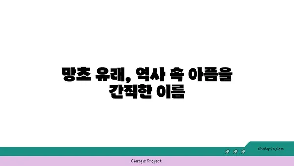 망초,  길가의 흔한 잡초가 아닌  숨겨진 이야기 | 망초꽃, 망초 효능, 망초 유래, 망초 전설