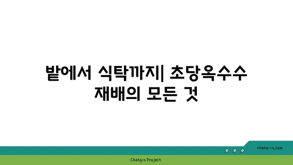 초당옥수수| 고대부터 사랑받아온 영양 간식의 놀라운 비밀 | 건강, 효능, 레시피, 재배