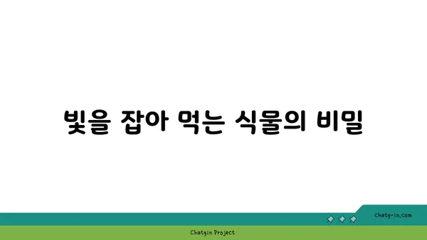 광합성의 비밀| 빛 에너지를 생명 에너지로 바꾸는 놀라운 과정 | 식물, 엽록소, 탄수화물, 산소