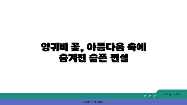 양귀비 꽃의 매혹적인 아름다움과 그 의미 | 꽃말, 전설, 재배 정보