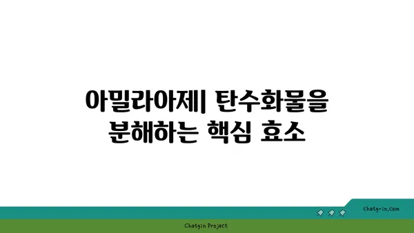 아밀라아제의 역할과 기능| 소화 과정에서의 중요성 | 소화 효소, 탄수화물 분해, 건강 팁