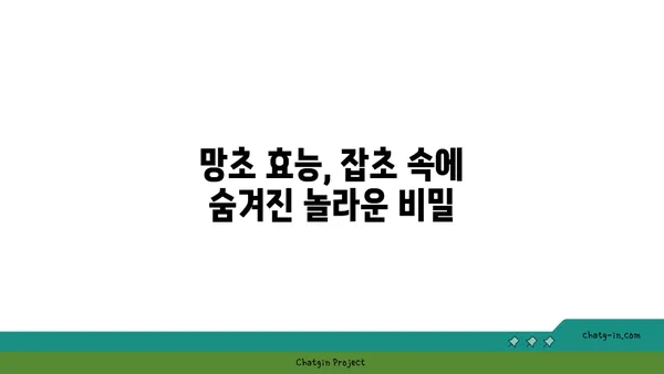 망초,  길가의 흔한 잡초가 아닌  숨겨진 이야기 | 망초꽃, 망초 효능, 망초 유래, 망초 전설