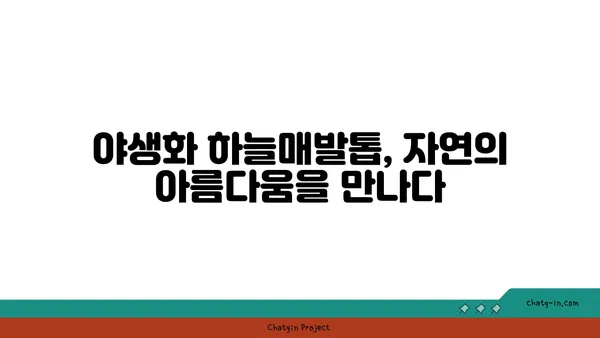 하늘매발톱의 매력적인 세계| 꽃말, 재배법, 그리고 전설 | 야생화, 식물, 정원, 꽃