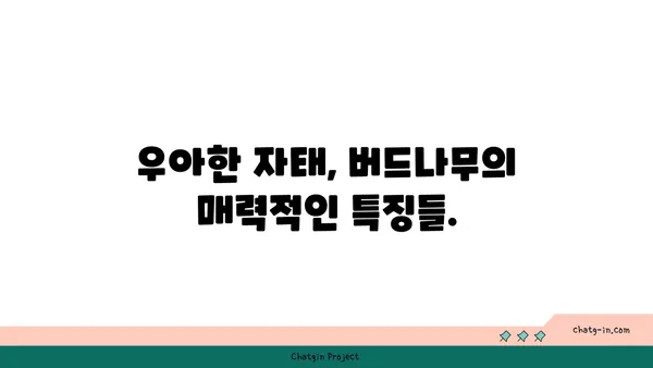 버드나무의 매력|  종류, 특징,  그리고  정원에  심는  방법 | 나무, 조경, 식물, 가드닝