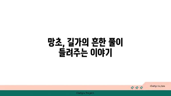 망초,  길가의 흔한 잡초가 아닌  숨겨진 이야기 | 망초꽃, 망초 효능, 망초 유래, 망초 전설