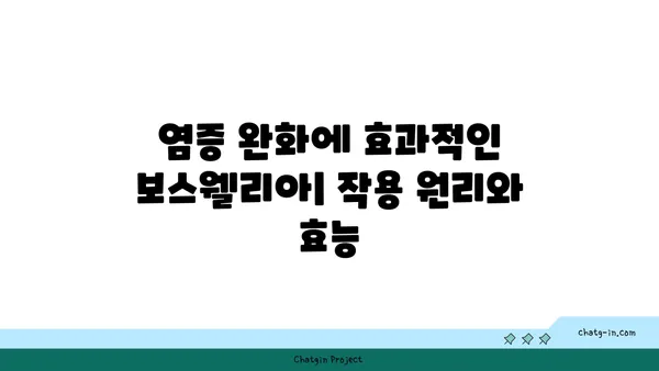 보스웰리아 효능과 부작용 완벽 가이드 | 관절 건강, 염증, 소화, 복용법, 주의사항