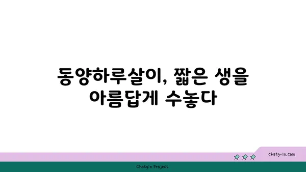 동양하루살이| 생태와 특징 | 곤충, 하루살이, 수서곤충, 생물학