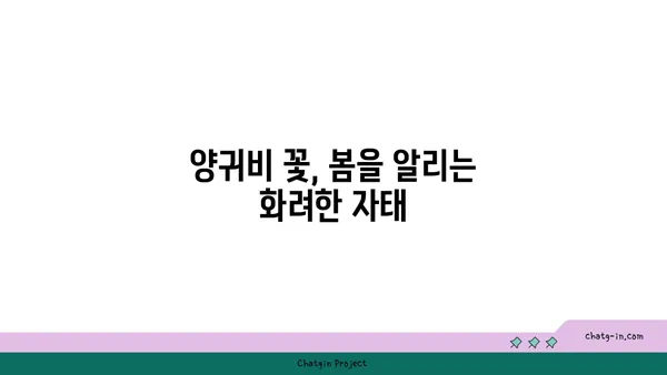 양귀비 꽃의 매혹적인 아름다움과 그 의미 | 꽃말, 전설, 재배 정보