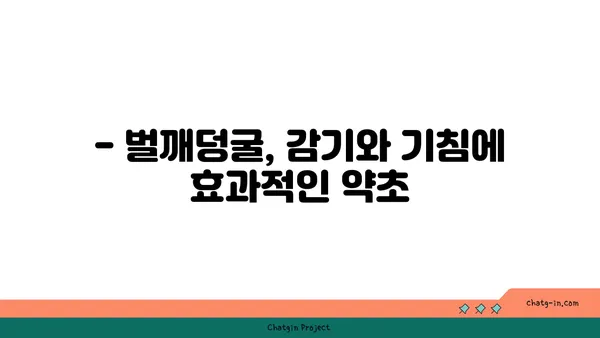 벌깨덩굴 효능과 부작용 완벽 정리 | 약초, 민간요법, 주의사항