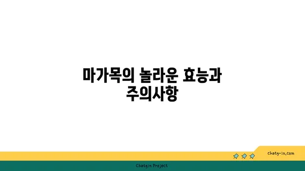 마가목 효능과 부작용 완벽 정리 | 건강, 약효, 주의사항, 차, 술, 효소