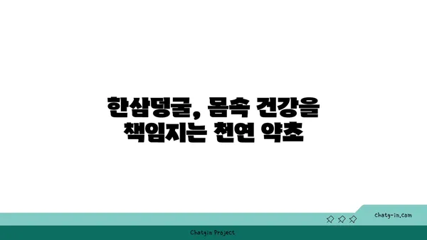 한삼덩굴의 효능과 활용법 | 약초, 민간요법, 건강