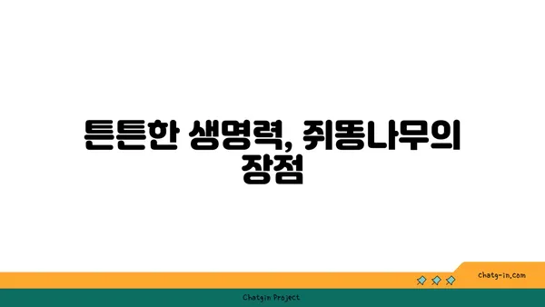 쥐똥나무의 매력, 5가지 특징으로 알아보기 | 쥐똥나무, 식물, 관상용, 정원, 생울타리