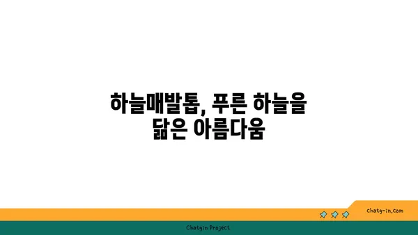 하늘매발톱의 매력적인 세계| 꽃말, 재배법, 그리고 전설 | 야생화, 식물, 정원, 꽃