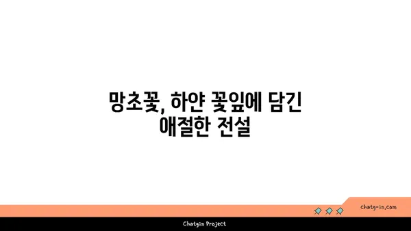 망초,  길가의 흔한 잡초가 아닌  숨겨진 이야기 | 망초꽃, 망초 효능, 망초 유래, 망초 전설