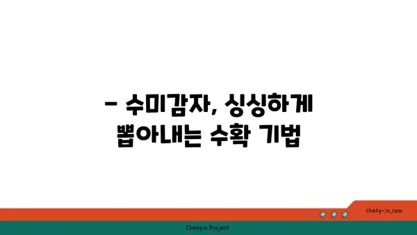 수미감자 수확하기| 최적의 시기와 기법 | 수미감자 재배, 수확 시기, 수확 방법, 감자 수확 팁