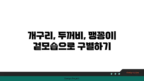 개구리, 두꺼비, 맹꽁이| 어떻게 구분할까요? | 개구리 종류, 특징 비교, 차이점