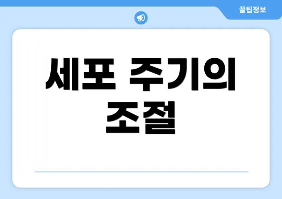 세포 주기의 조절