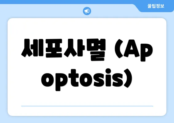 세포사멸 (Apoptosis)