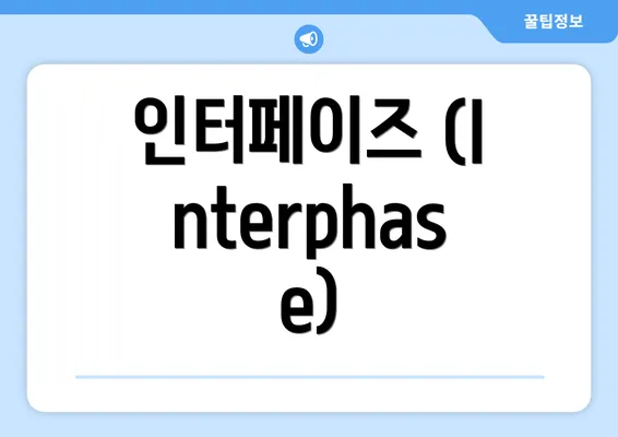 인터페이즈 (Interphase)